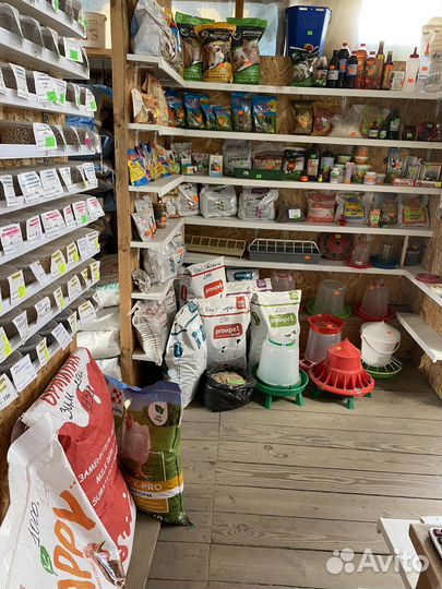 Домашние животные