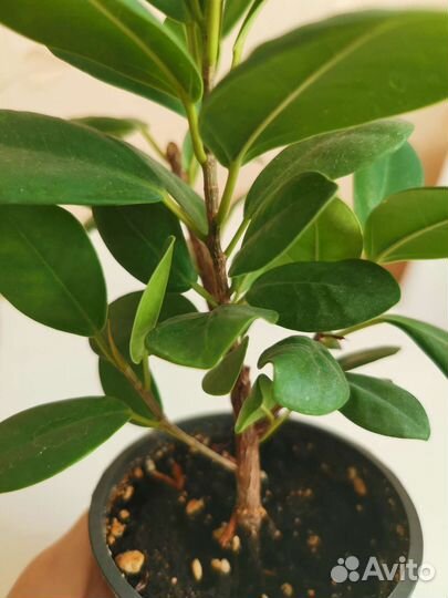 Фикус Мокламе