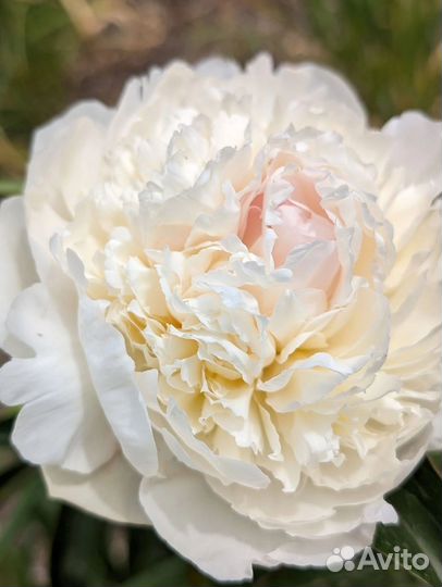 Пионы саженцы