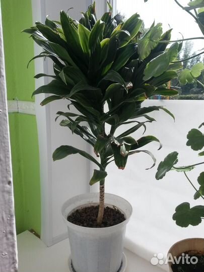 Цветок драцена
