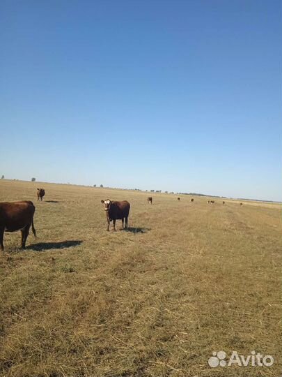 Коровы с телятами