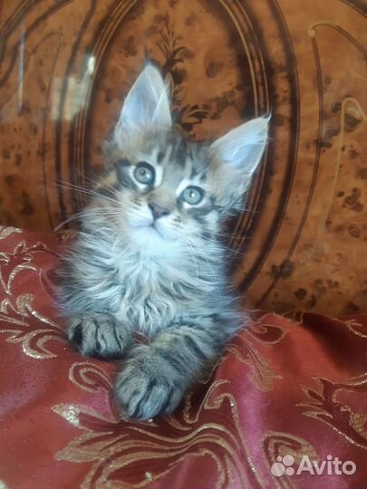 Котята мейн-кун