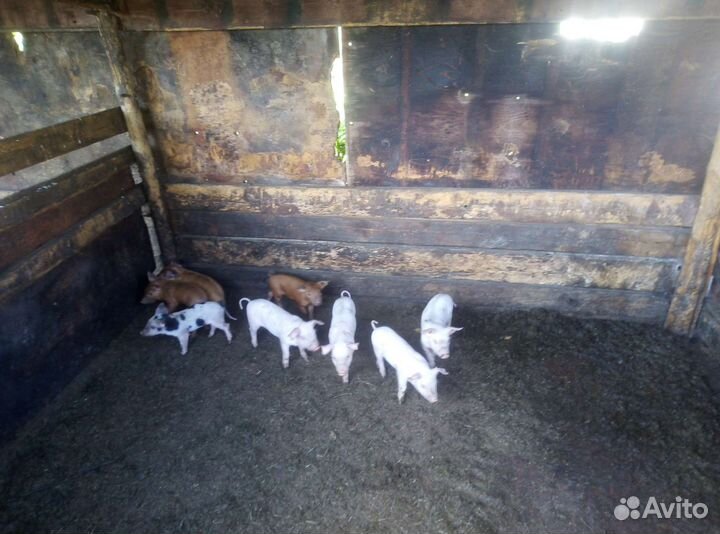 Поросята ландрас