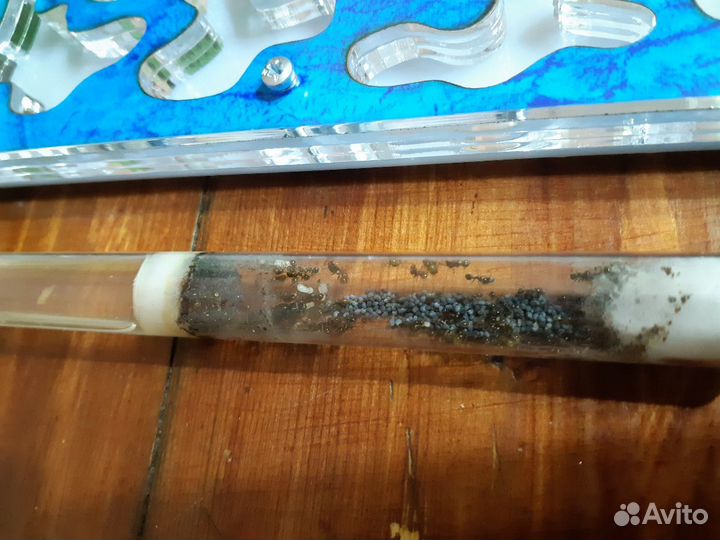 Муравьиная ферма Maxi + 