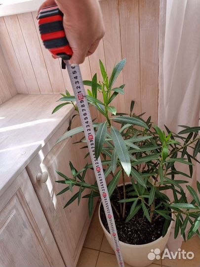 Цветок Олеандр в горшке