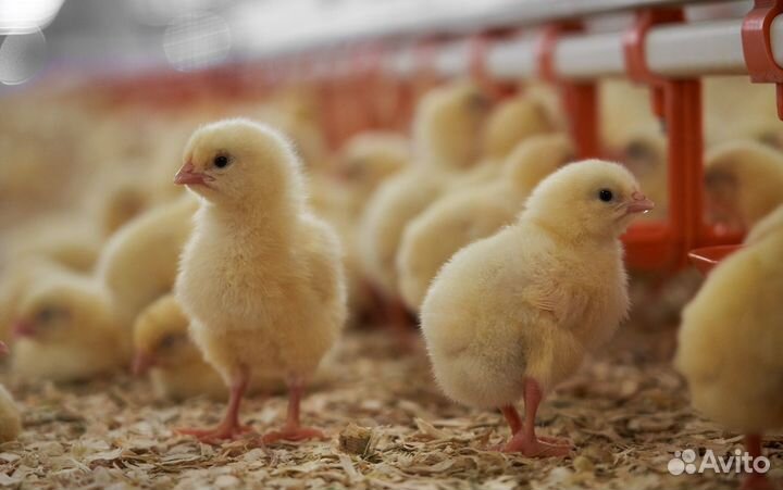 Рабочий на птицефабрику