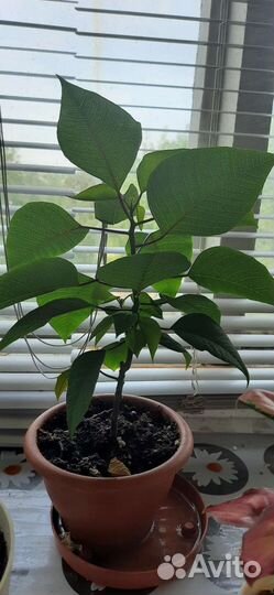 Пилея,нолина, хамедорея