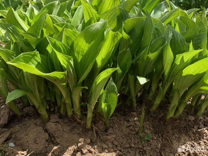 Сортовая хоста и др. Многолетники.Подарок-хоста)