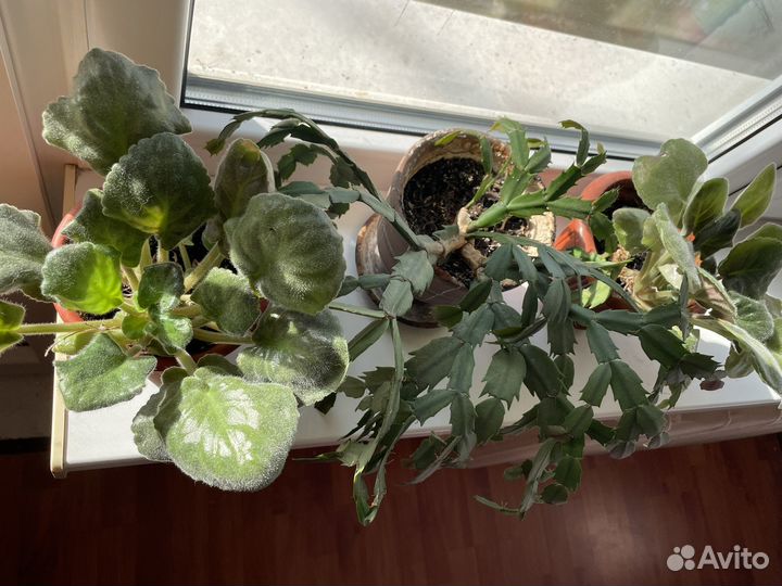 Фиалка сортовая,декабрист шлюмберга