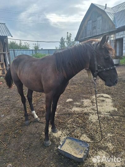 Продам лошадь