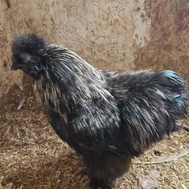 Петух китайский шелковый