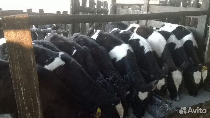 Бычки телята