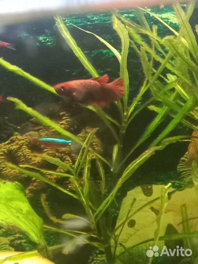 Самки петушка