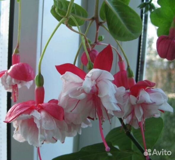 Сортовые Фуксии, Пеларгонии, Спатифиллум, эчеверии