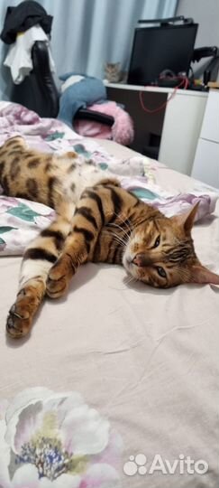 Бенгальская