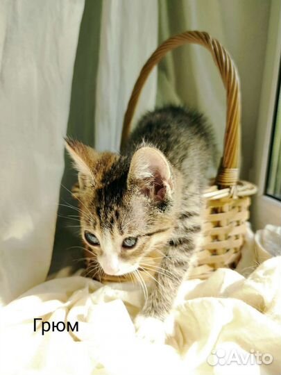 Котенок Грюм