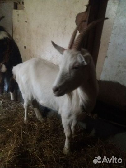 Козы помесь Альпийской и Зааненской