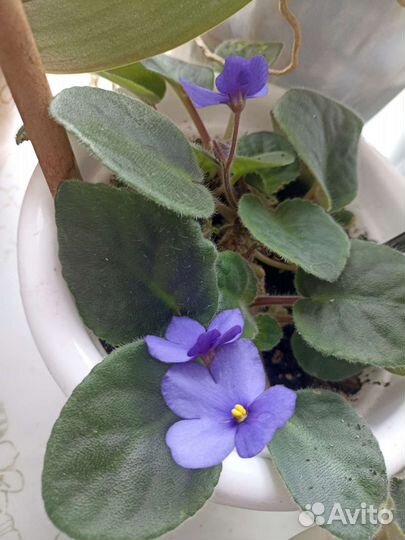 Фиалка в горшке