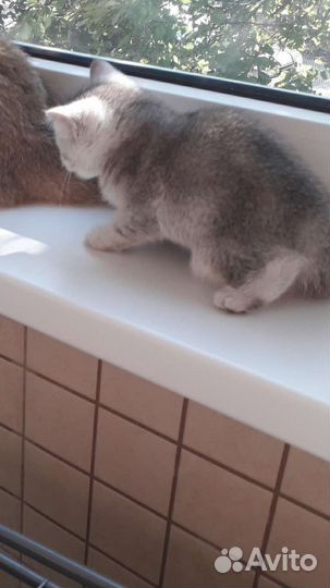 Породистые котята