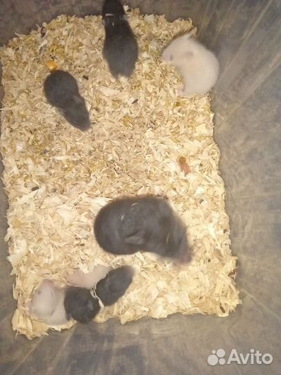 Продам Хомяков