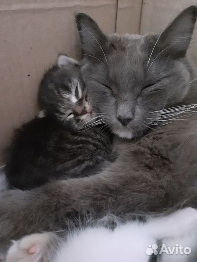 Кошка в горошек