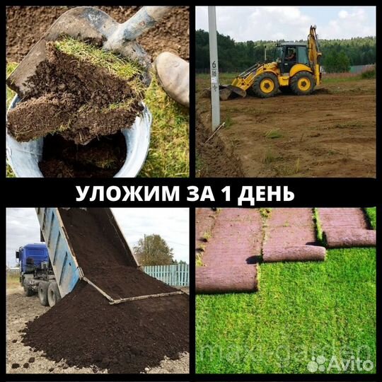 Рулонный газон лучше чем посевной