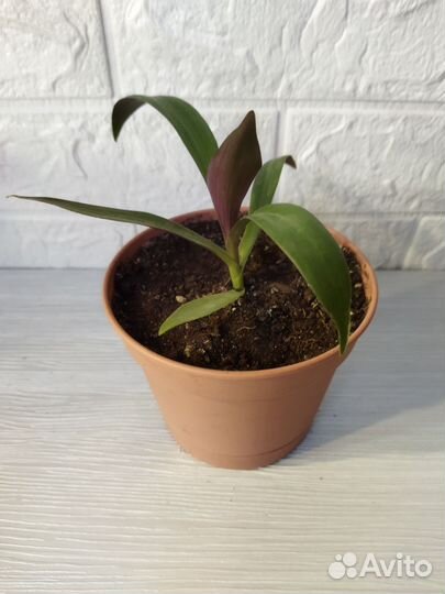 Традесканция разноцветная (Рео)