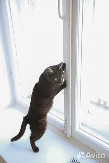 Кошка дымчатый окрас