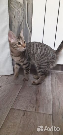 Котёнок Венера