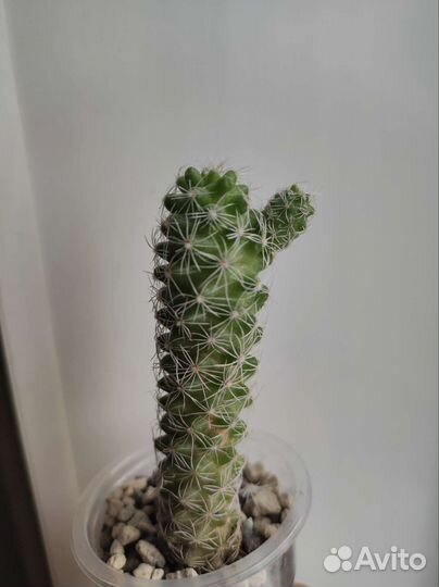 Кактус Mammillaria gracilis Pfeiff