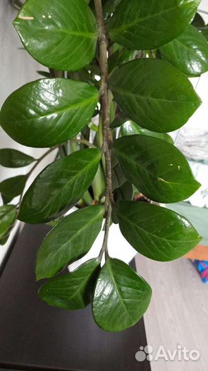 Замиокулькас