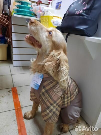 Одежда и обувь для собак