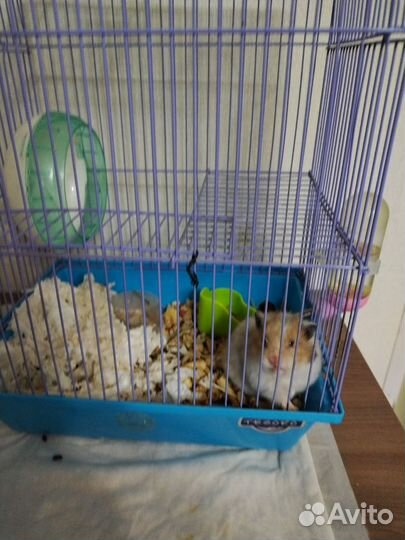 Джунгарский хомяк с клеткой бесплатно