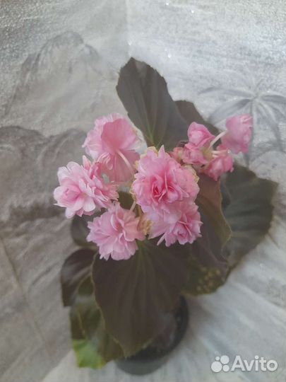 Бегония вечноцветущая махровая