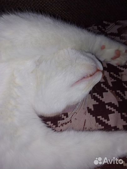 Рыжий котик 2 года
