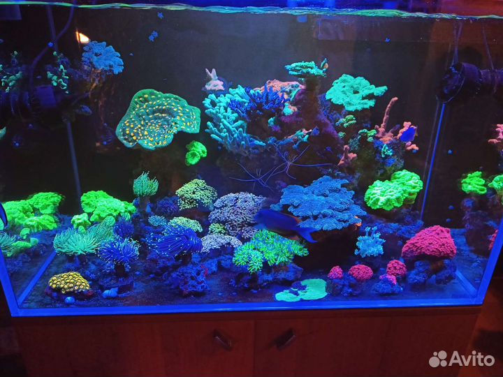 Эуфилия, Кауластрея, Гониопора