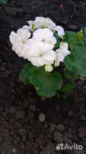 Герань пеларгония