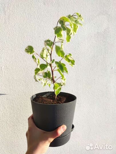 Фикус бенджамина + urban jungle