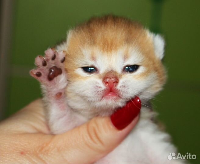 Британские золотые шиншиллы