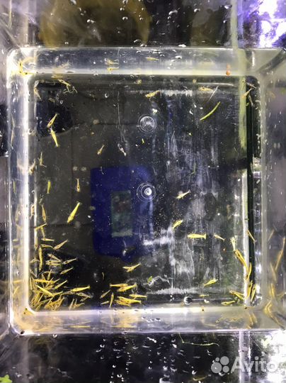 Карликовый оранжевый рак