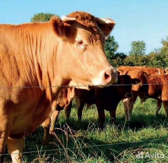 Электропастух