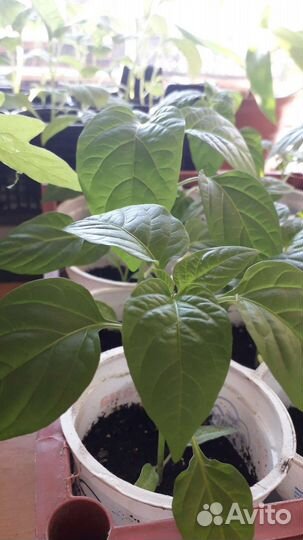 Рассада перца