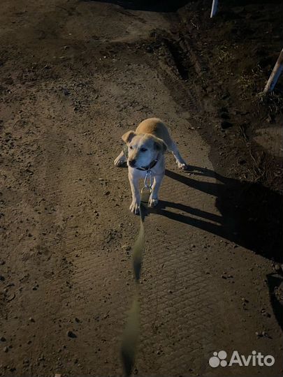 Собака в добрые руки