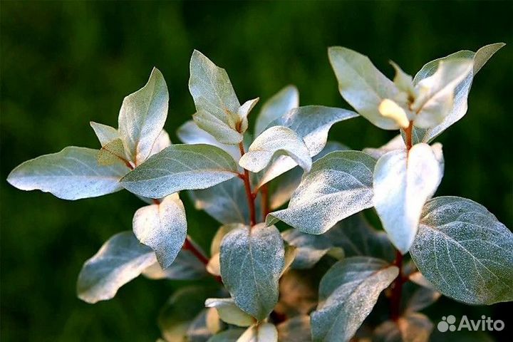 Лох серебристый