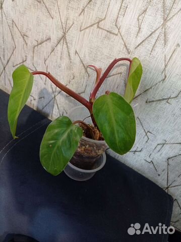 Комнатные растения