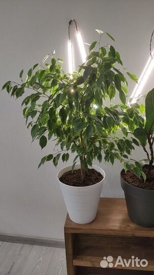 Фикус Бенджамина