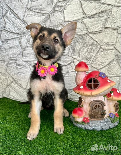 Чемпион в добрые руки