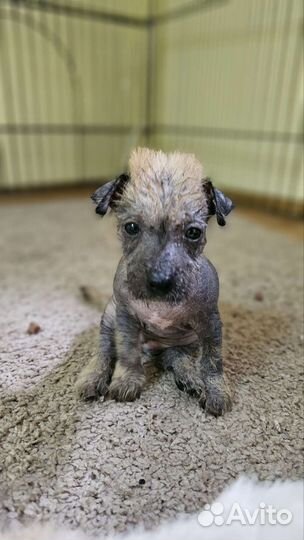 Щенки Ксоло Мексиканской голой собаки