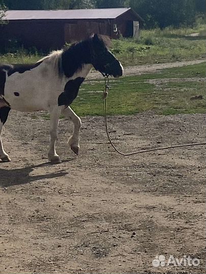 Лошадь пони