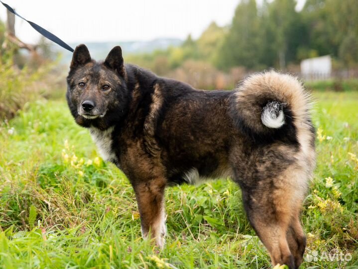 Собака в добрые руки отдам бесплатно